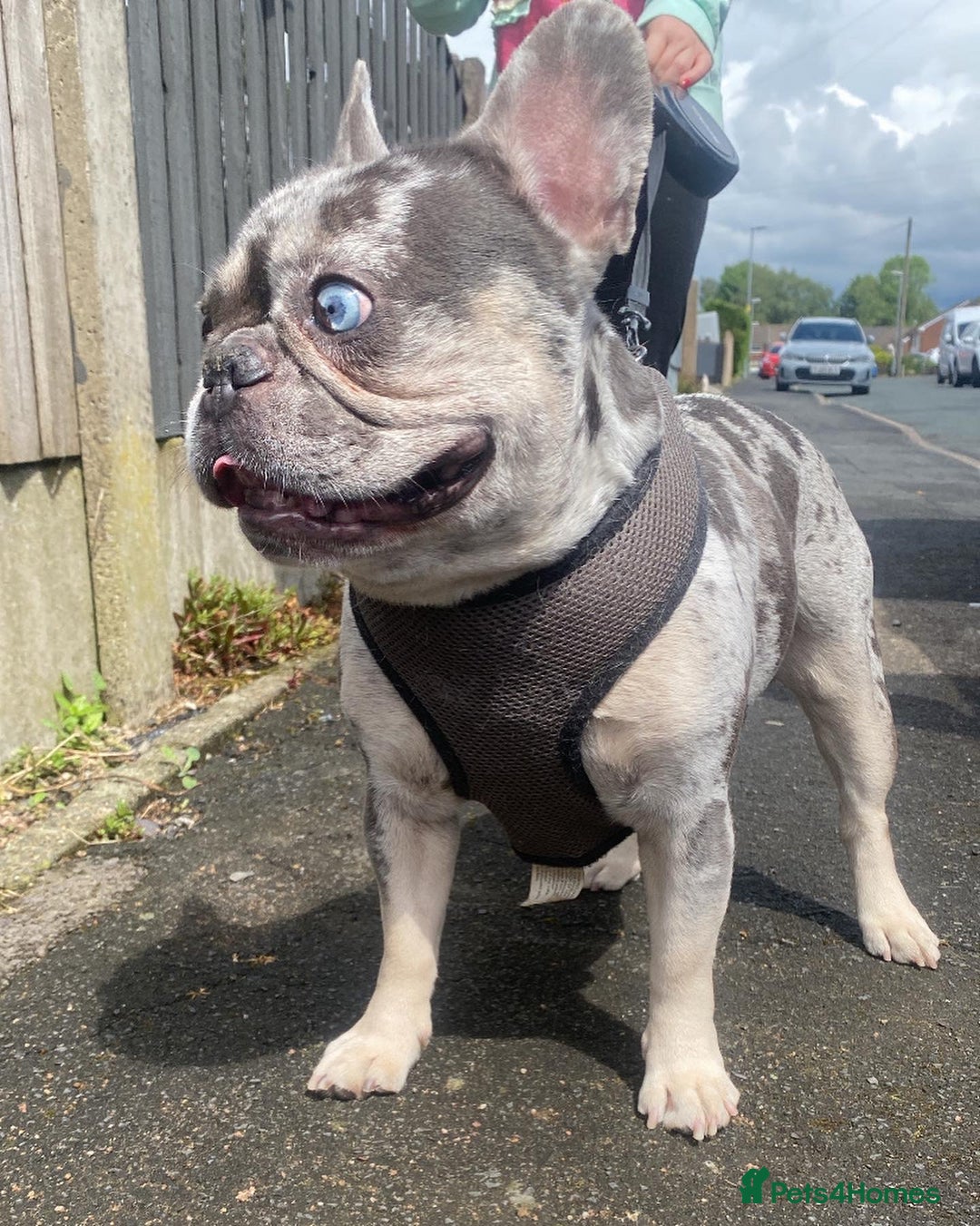 French Bulldog dogs for stud: 💎Blue & Tan 🤎 Merle French bulldog stud 🧬🔥 in Manchester - Image 3
