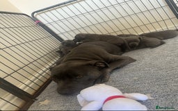 Staffordshire Bull Terrier dogs for sale: Stunning pure blue staffies - Image 38