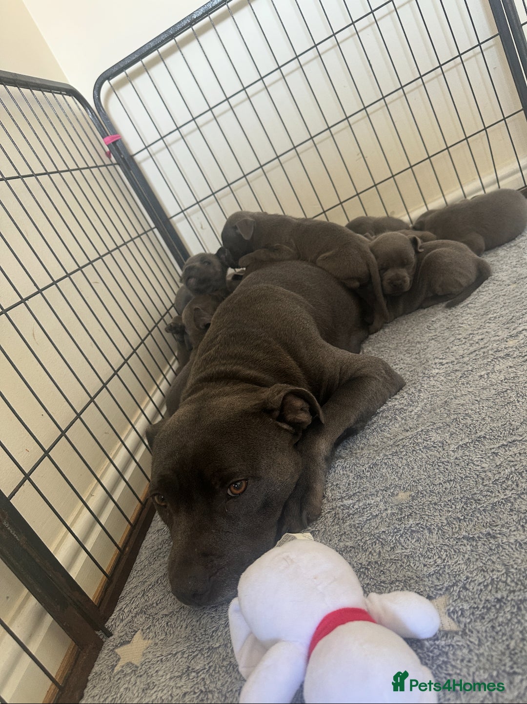 Staffordshire Bull Terrier dogs for sale: Stunning pure blue staffies - Image 38