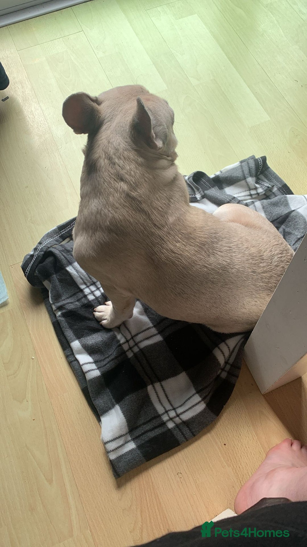 French Bulldog dogs for sale: French Bulldog  - Image 3