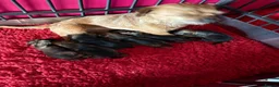 Border Terrier dogs for sale: 💕🐶 gorgeous kc reg Border Terrier puppies  🐶💕 - Advert 1