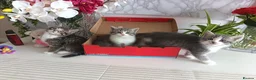 Mixed Breed cats for sale: Adorable kittens 🐈‍⬛ - Advert 1