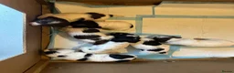 English Springer Spaniel dogs for sale: Gorgeous KC Springer Spainel Puppies  - Advert 6