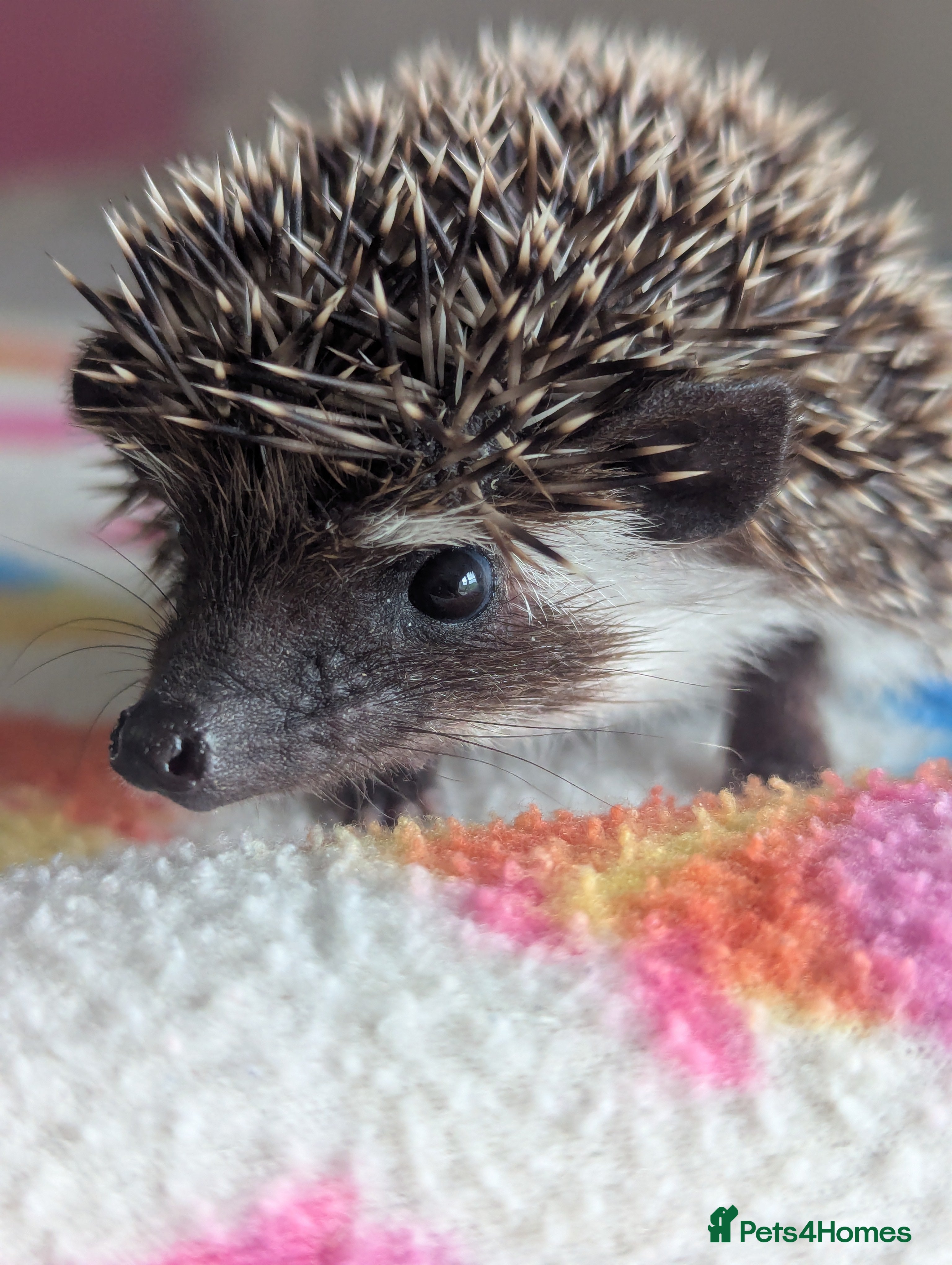 Pygmy Hedgehog rodents Gorgeous Baby Hoglets/Some Ready Now/ Reserve - Advert 2
