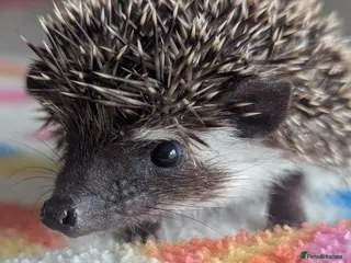 Pygmy Hedgehog rodents Gorgeous Baby Hoglets/Some Ready Now/ Reserve - Advert 2