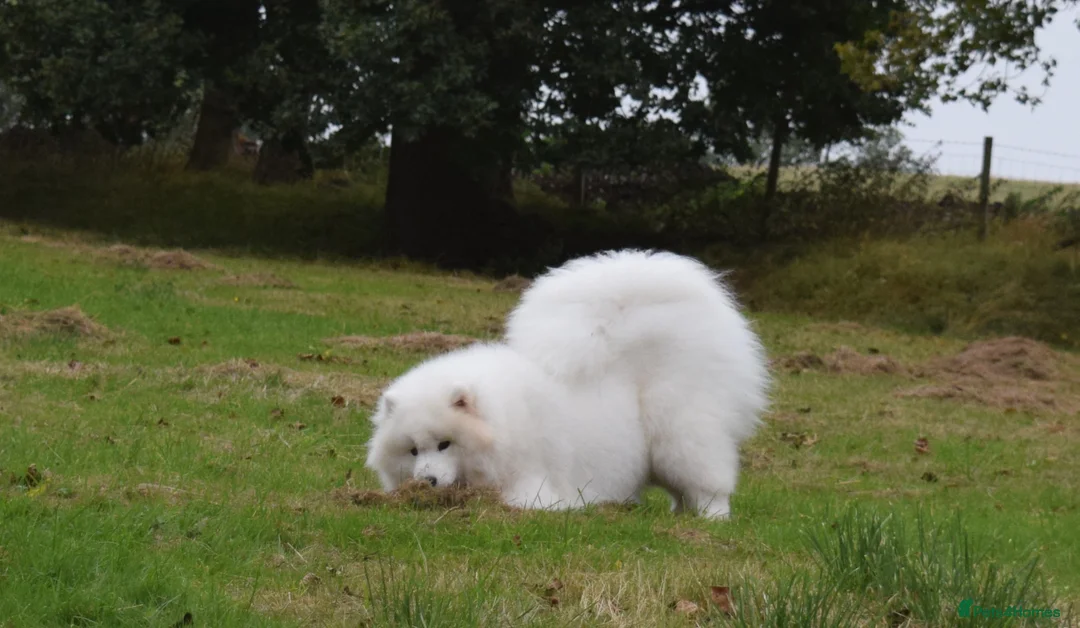 Samoyed dogs for stud: FULLY HEALTH TESTED KC Samoyed For Stud Champ Line - Advert 7
