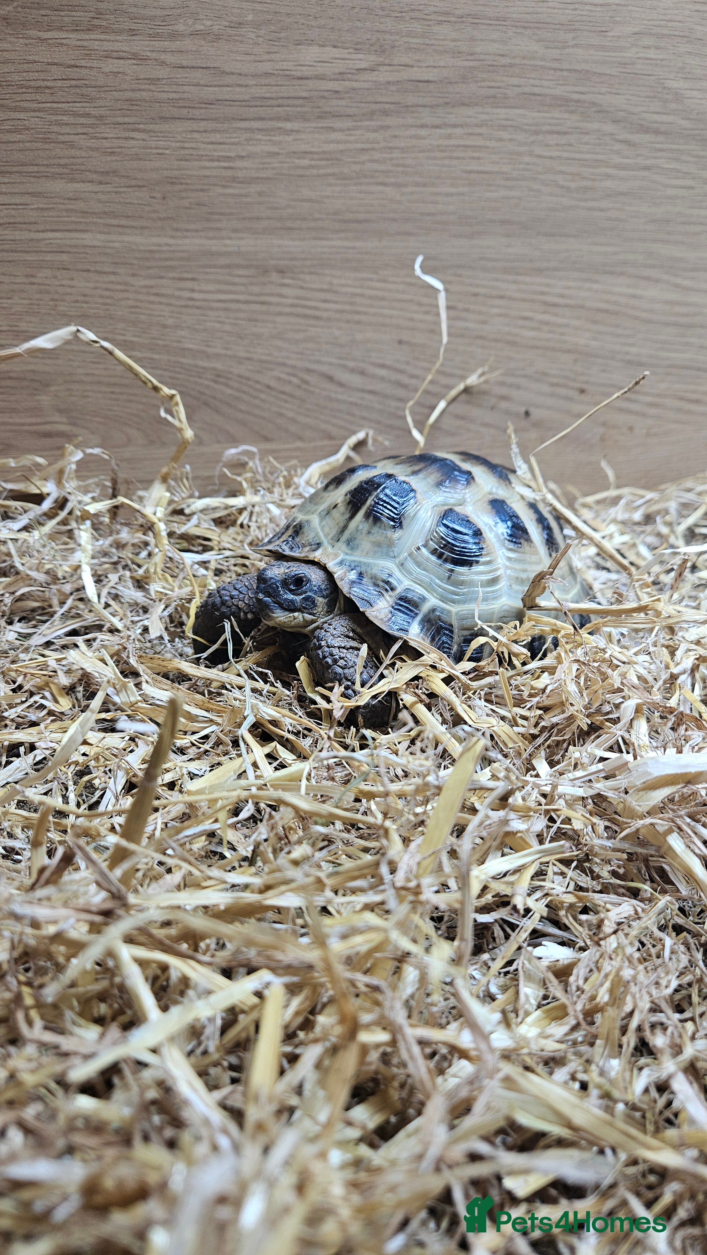 Tortoise reptiles Beautiful male tortoise  in Salisbury - Advert 1