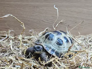 Tortoise reptiles Beautiful male tortoise in Salisbury - Advert 1