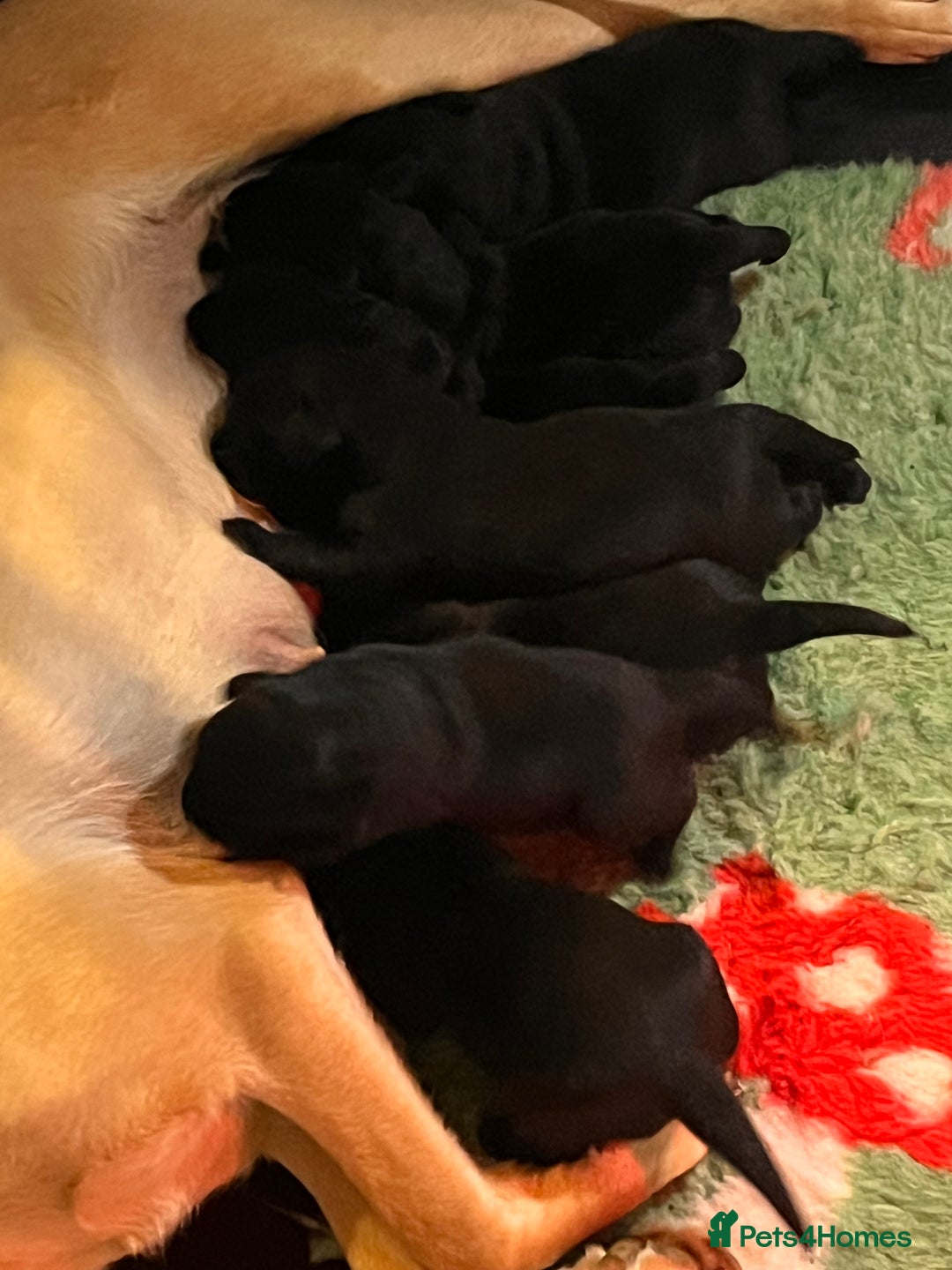 Labrador Retriever dogs for sale: Quality bred dual purpose Labrador pups  in Haltwhistle - Image 5