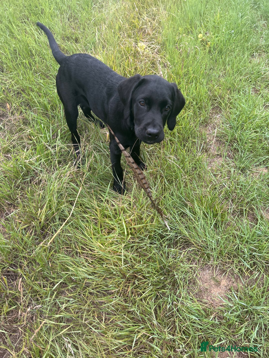 Labrador Retriever dogs for sale: Labradoor black 6months (Female) - Image 8