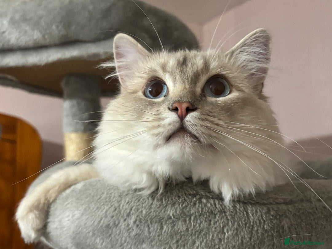 Ragdoll cats for stud: Lilac tabby colourpoint for stud - Advert 4