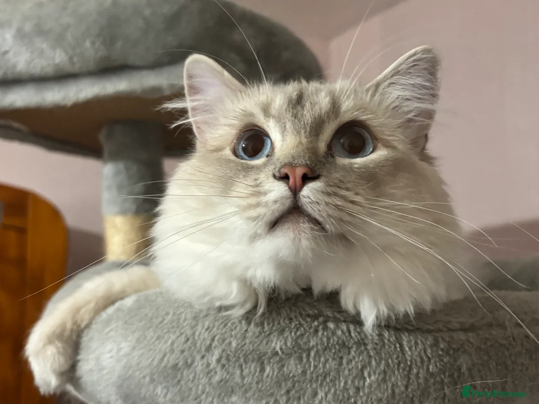 Ragdoll cats for stud: Lilac tabby colourpoint for stud - Advert 5