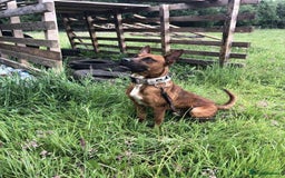 Belgian Shepherd Dog dogs for stud: Bull hearder  - Image 4