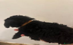 Yorkiepoo dogs for sale: 5 Beautiful F1 Yorkiepoo’s - Image 18