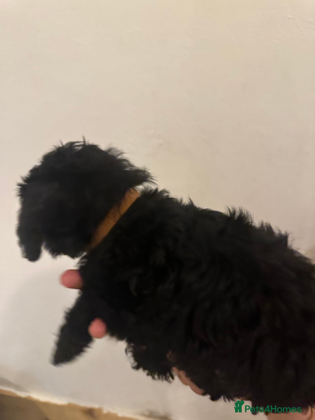 Yorkiepoo dogs for sale: 5 Beautiful F1 Yorkiepoo’s - Image 18