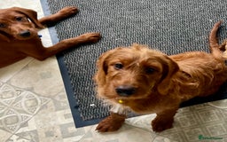 Goldendoodle dogs for sale: Top Quality Goldendoodle x Australian labradoodle  in Brough - Image 13