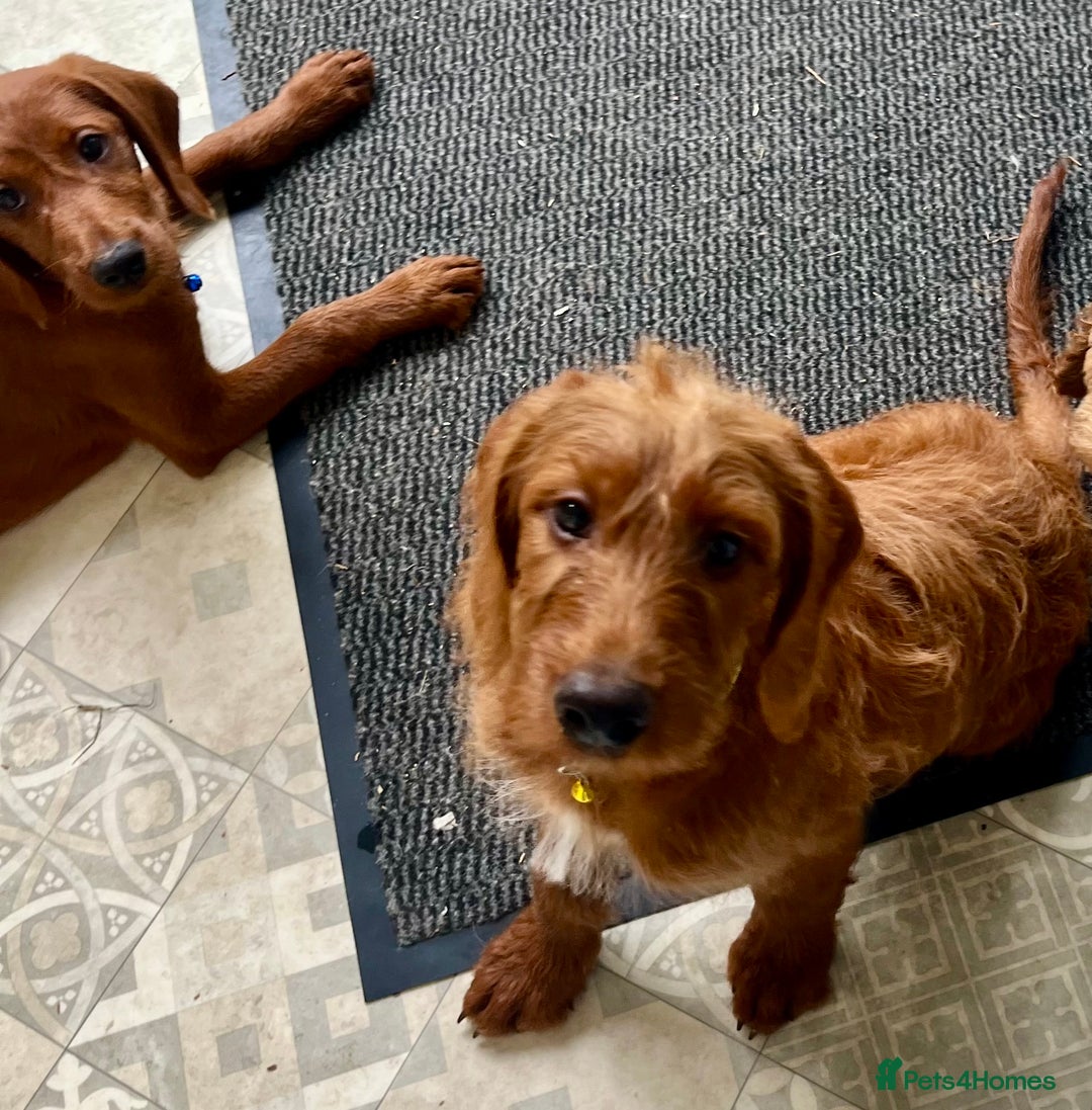 Goldendoodle dogs for sale: Top Quality Goldendoodle x Australian labradoodle  in Brough - Image 13