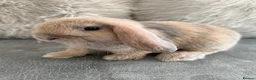 Mini Lop rabbits for sale: Lovely Mini Lops  - Advert 3