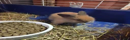 Lionhead rabbits for sale: Adorable baby lion heads - Advert 10