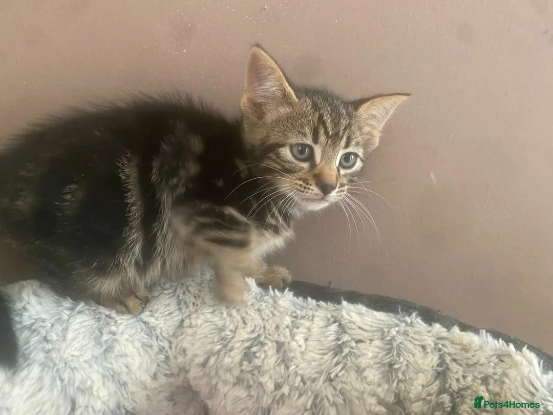 Mixed Breed cats for sale: Half bengal half tabby kittens  - Advert 2