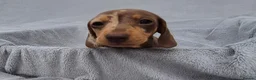 Miniature Dachshund dogs for sale: Stunning KC Registered PRA Clear Dapples Ready Now - Advert 12