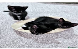 Mixed Breed cats for sale: Mixed 1/4 maine coon kittens  - Image 7