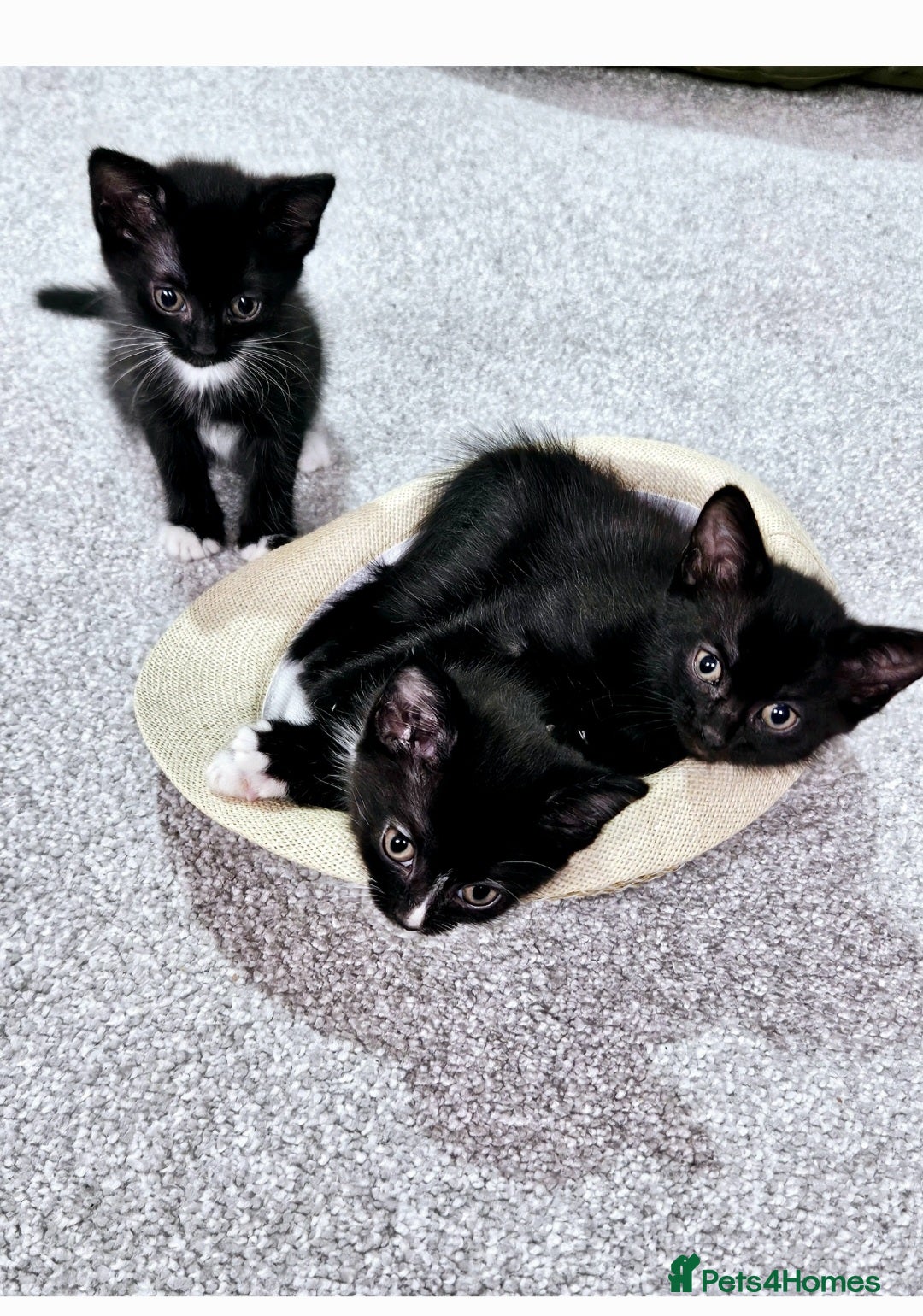 Mixed Breed cats for sale: Mixed 1/4 maine coon kittens  - Image 7