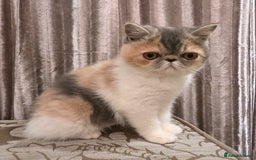 Exotic cats for sale: Adorable Exotic Shorthair girls. Ready now! - Advert 1