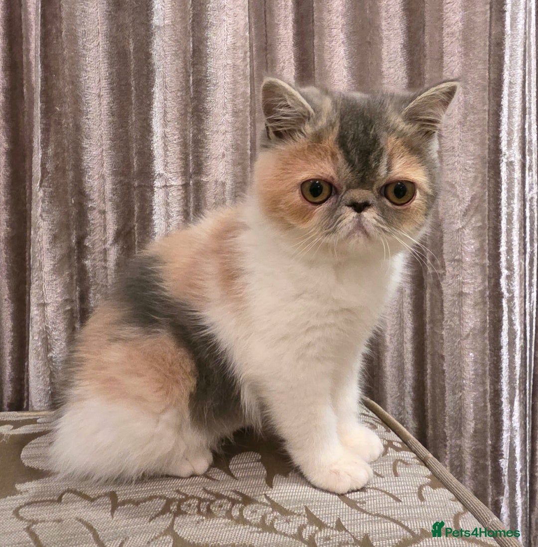 Exotic cats for sale: Adorable Exotic Shorthair girls. Ready now! - Advert 1