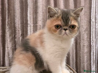 Exotic cats Adorable Exotic Shorthair girls. Ready now! - Advert 5