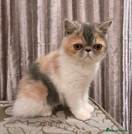 Exotic cats Adorable Exotic Shorthair girls. Ready now! - Advert 2