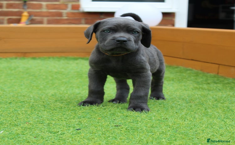 Cane Corso dogs - Advert 5