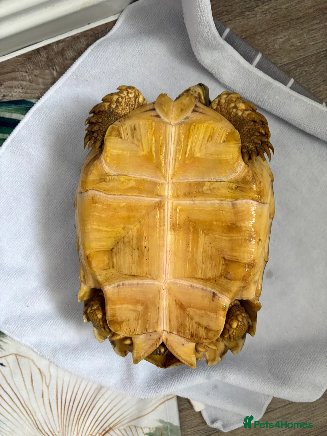 Tortoise reptiles for sale: 3 year old Sulcuta tortoise  - Advert 8