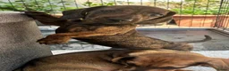 Miniature Dachshund dogs for sale: dachshund puppies UNIQUE fur patterns - Advert 15