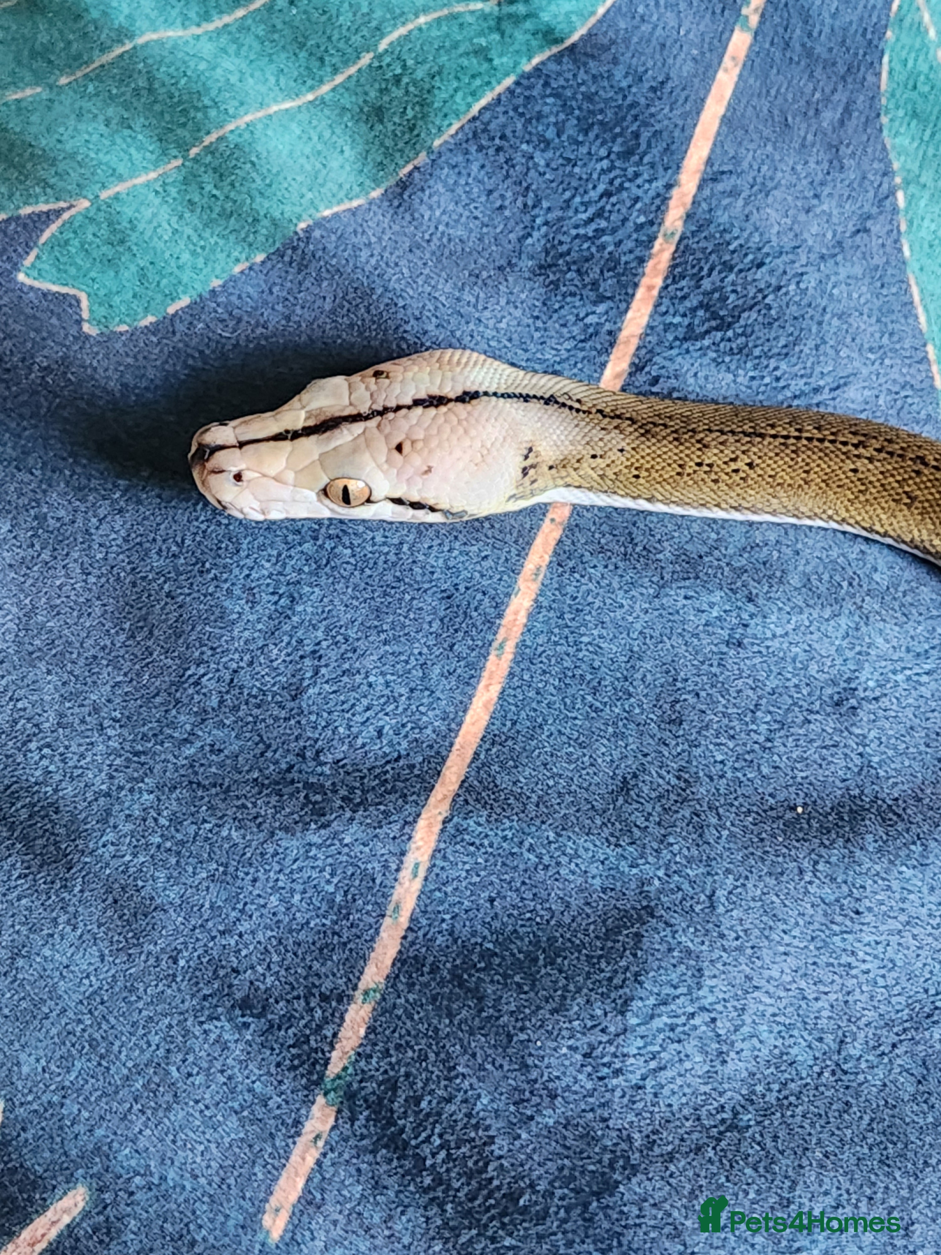 Python Snake reptiles Motley Super Dwarf Male Reticulated Python - Advert 1