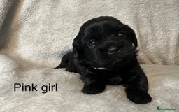 Shihpoo dogs for sale: Shihpoo puppies for sales - Image 4