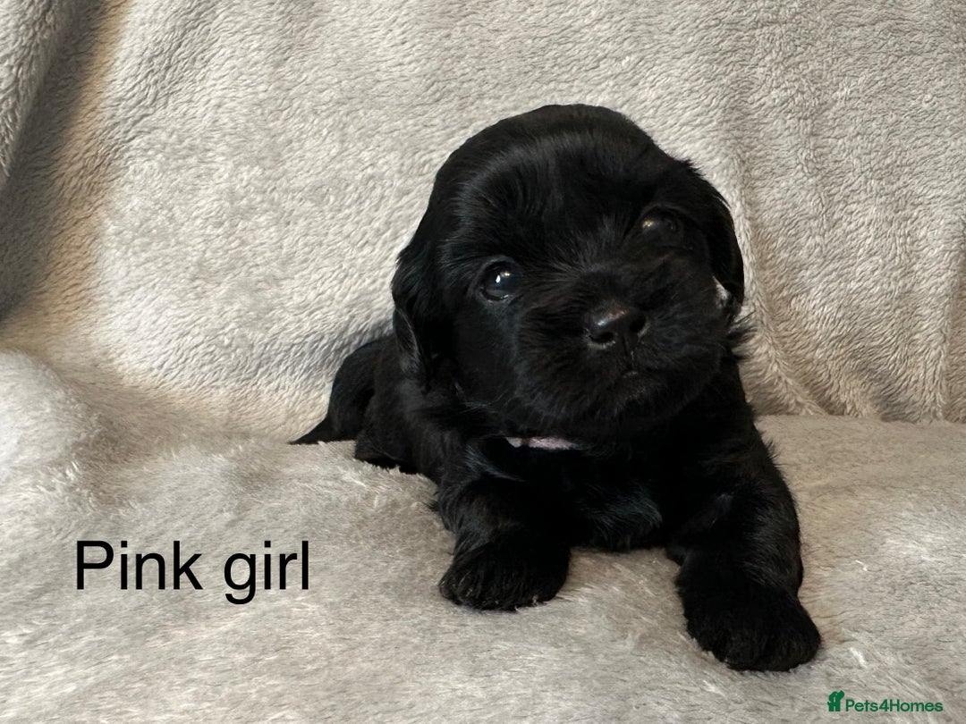 Shihpoo dogs for sale: Shihpoo puppies for sales - Image 4