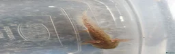 Axolotl reptiles for sale: Baby axolotls  in Peterborough - Advert 6