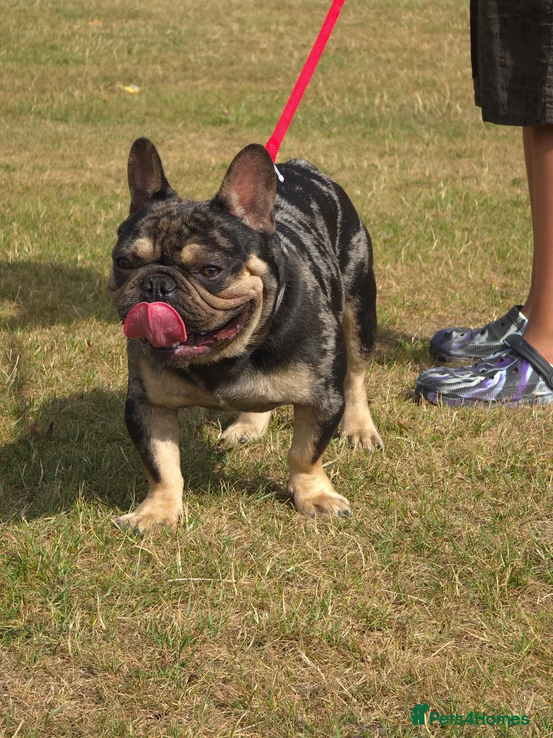 American Bully dogs for sale: Phantom is looking for new house  - Advert 2