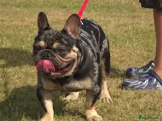 American Bully dogs French bulldog is looking for new house - Advert 10