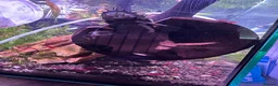 Shrimps fish for sale: Red cherry shrimp/ blue dream shrimp/ plecos - Advert 3