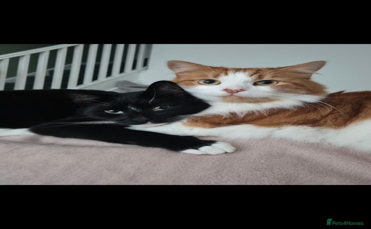 Mixed Breed cats - Advert 14