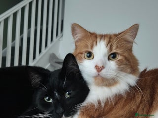 Mixed Breed cats - Advert 14