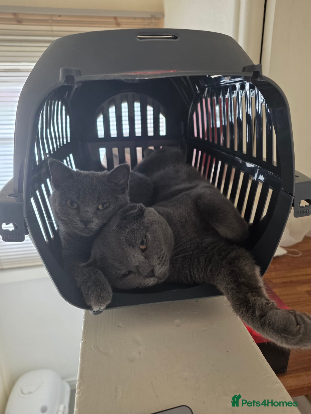 Scottish Fold cats for sale: Scottish Fold kittens  - Image 7
