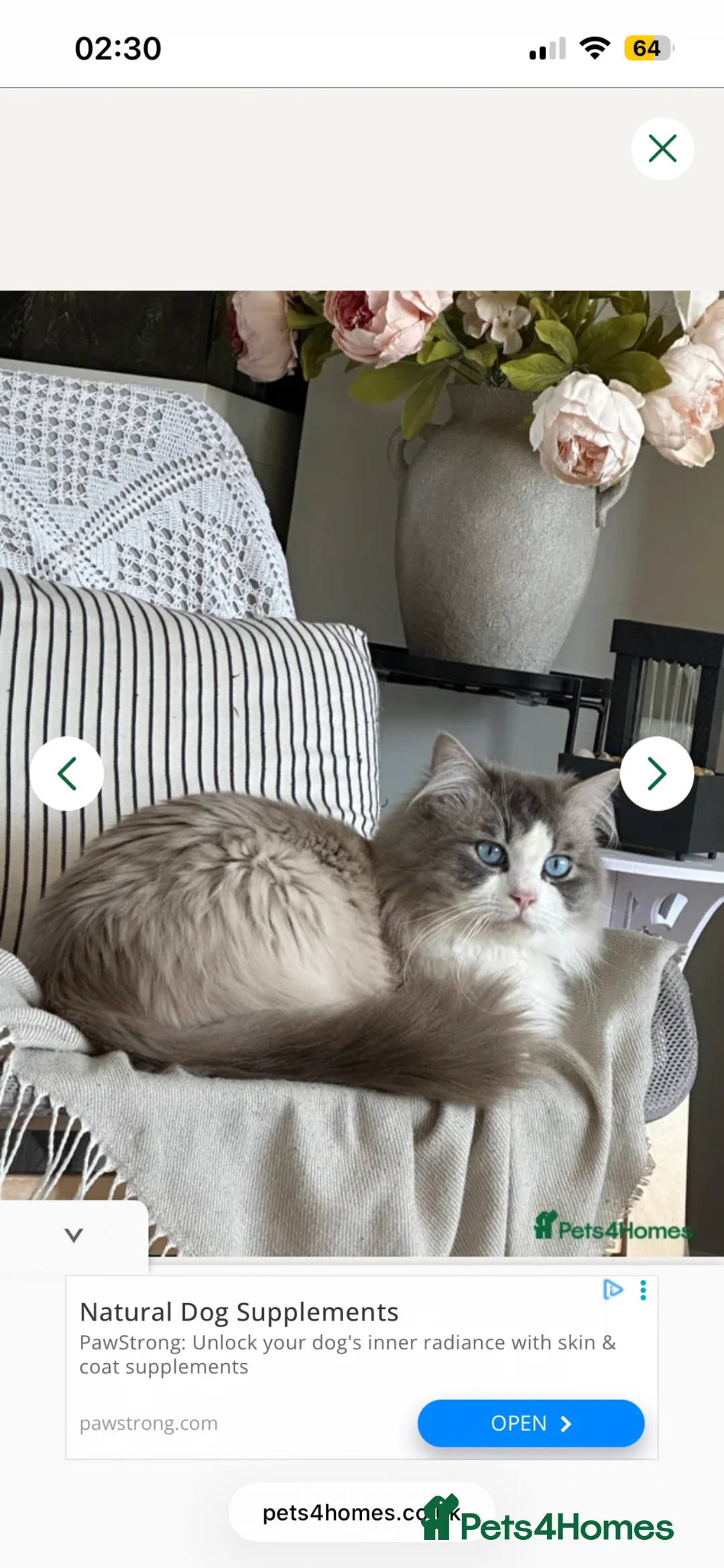 Ragdoll cats for sale: Ragdoll/Bicolor Ragdoll kittens for sale - Advert 4