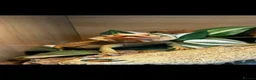 Bearded Dragon reptiles for sale: Blaze 🌹 - Advert 3