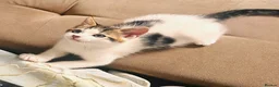 Mixed Breed cats for sale: Adorable,Kittens Ready for Their Forever Homes! 🐾 - Advert 16