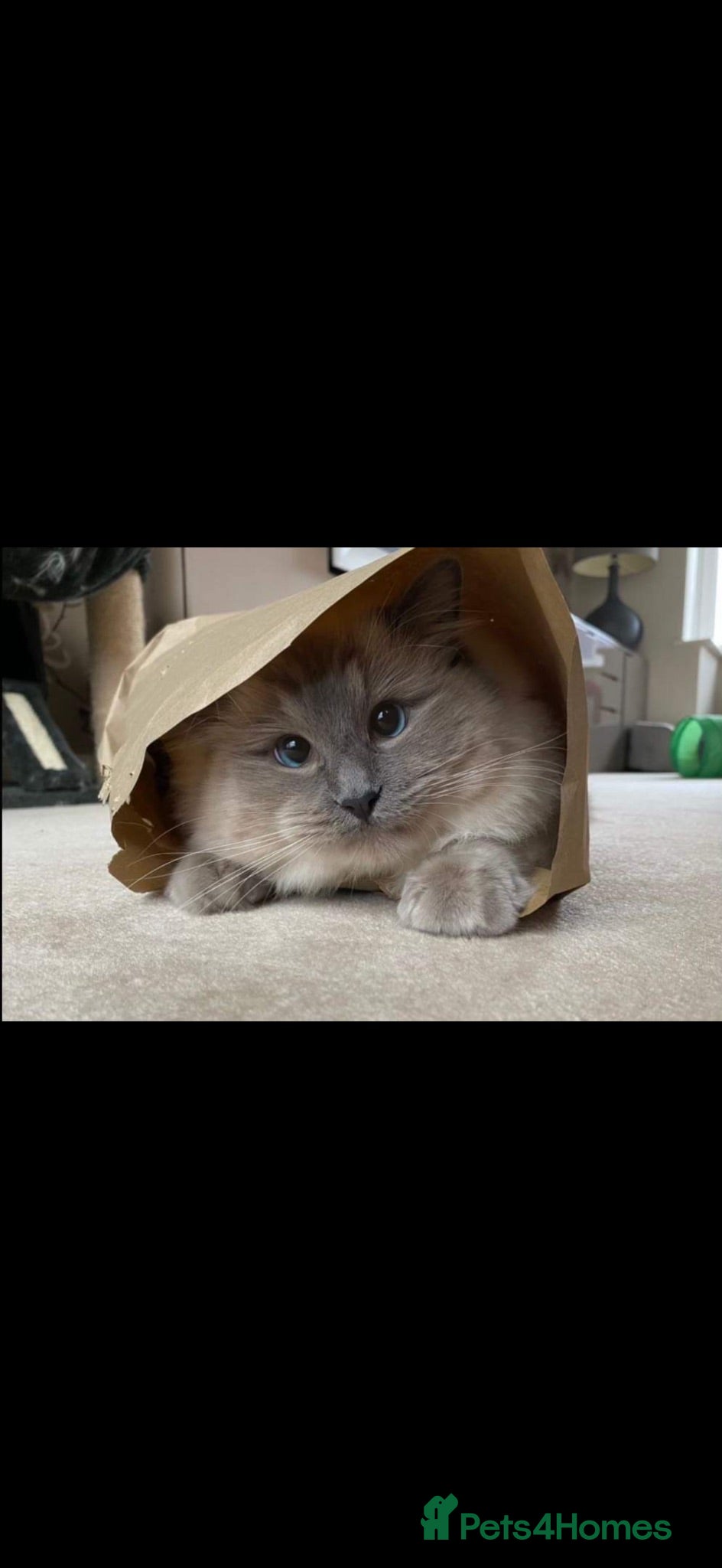 Ragdoll cats GCCF Adorable ragdoll kittens ready to gohome now - Advert 2