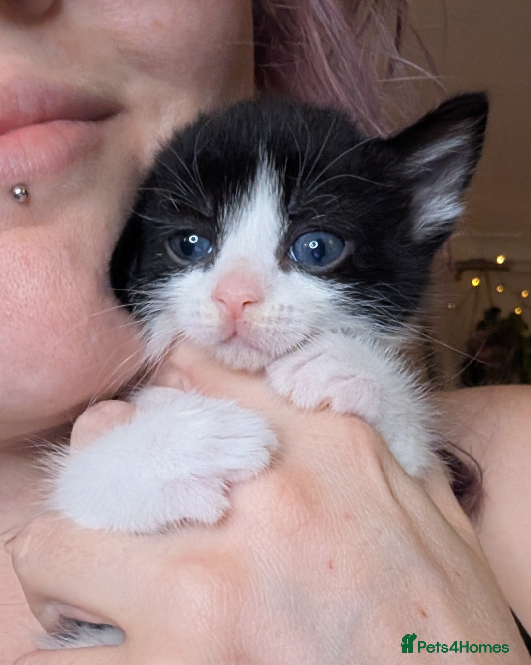 Mixed Breed cats for sale: Stunning kittens looking for loving forever homes - Advert 4