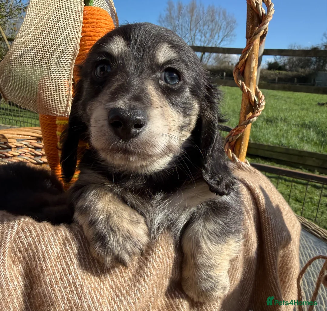 Miniature Dachshund dogs for sale: KC registered miniature long haired  - Advert 6